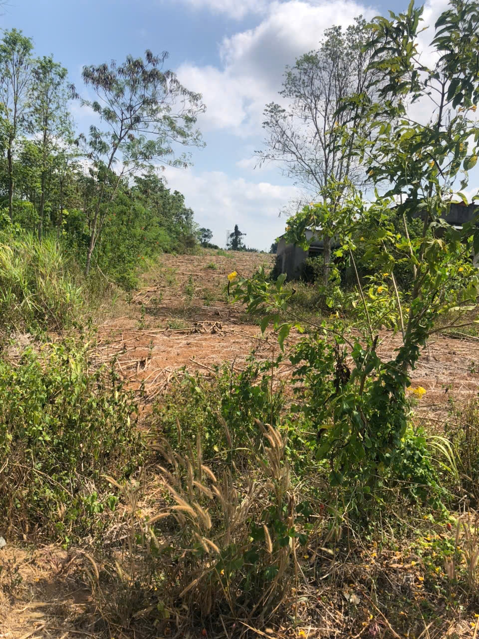 Bán Đất Mặt Tiền QL56 Châu Đức, 5115m2, Sẵn Sổ, Gần Chợ, 39.5 Tỷ